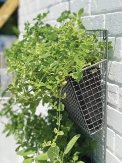 Wire Wall Pockets Vertical Gardens -Gardening Sales Store 8609429 9500 tif