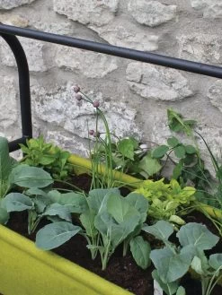 Vigoroot™ Self-Watering Easy Garden Planter -Gardening Sales Store 8609879 04V tif