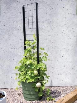 Gardener’s Victory Self-Watering Planter With Vine Trellis -Gardening Sales Store 8610238 15487 tif