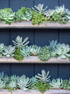 3-Tier Vertical Wall Planter, 3' -Gardening Sales Store 8611013 055 tif