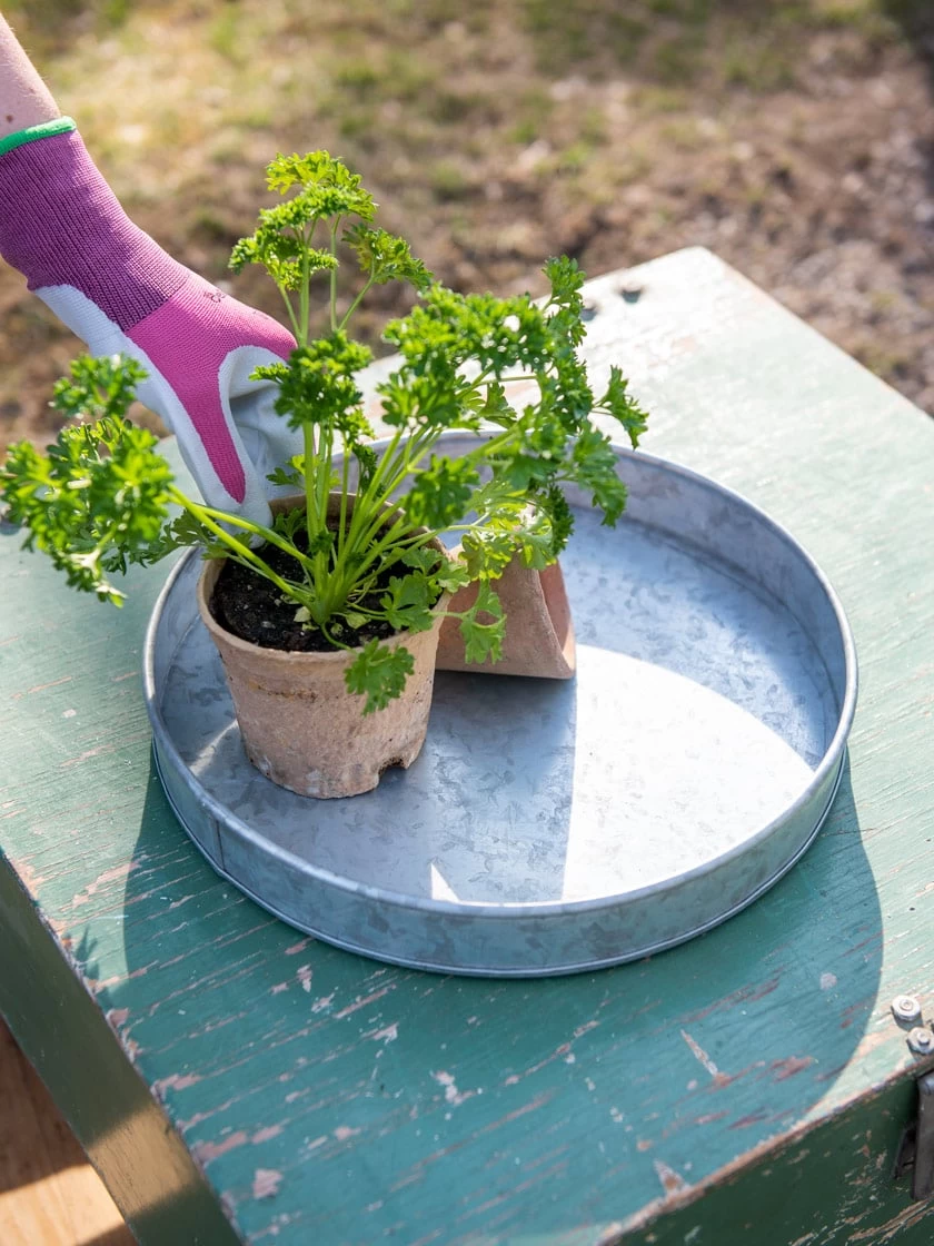 Galvanized Tray Round, 11" 1 Galvanized Tray Round, 11"