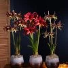 Cybister Potted Amaryllis