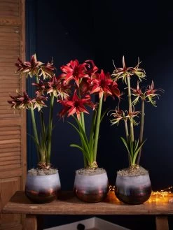 Cybister Potted Amaryllis