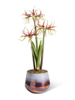 Cybister Potted Amaryllis -Gardening Sales Store 8611120 chico 2021 09
