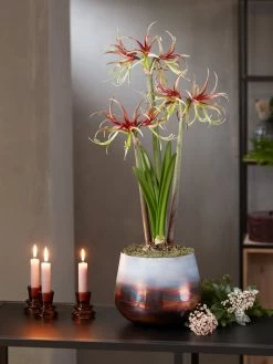 Cybister Potted Amaryllis -Gardening Sales Store 8611120 chico 2021 10