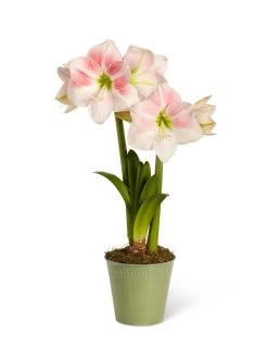 Star Potted Amaryllis -Gardening Sales Store 8611499 2022 rosystar silo rosy star potted amaryllis