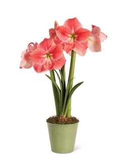 Star Potted Amaryllis -Gardening Sales Store 8611500 2022 sweetstar silo sweet star potted amaryllis
