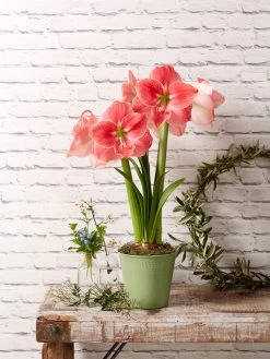 Star Potted Amaryllis -Gardening Sales Store 8611500 2022 sweetstar sweet star potted amaryllis