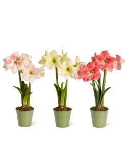 Star Potted Amaryllis -Gardening Sales Store 8611508 2022 starpotted silo