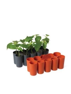 Sili-Seedlings® Seedling Tray, 10-Cell 8 Sili-Seedlings® Seedling Tray, 10-Cell -Gardening Sales Store 8611886 5192 tif