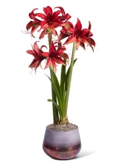 Cybister Potted Amaryllis -Gardening Sales Store 8612501 bogota silo 2022
