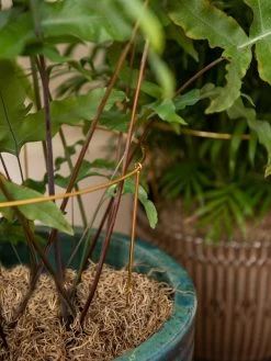 Brass Plated Grow Throughs, Set Of 2 -Gardening Sales Store 8612661 0043