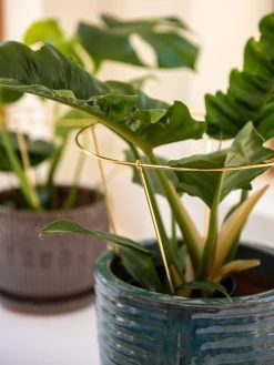 Brass Plated Grow Throughs, Set Of 2 -Gardening Sales Store 8612662 0047 brass plated grow throughs set of 2