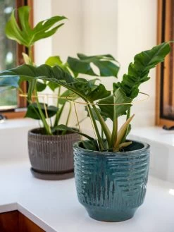 Gardening Sales Store -Gardening Sales Store 8612662 0048