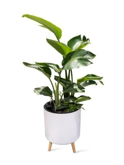 Ava Self-Watering Round Planter -Gardening Sales Store 8612692 0002