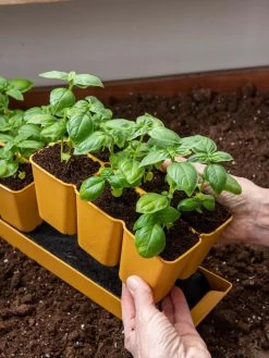 Gardener's Best® XL 6-Cell Planting Tray, Set Of 4 -Gardening Sales Store 8613031 6300