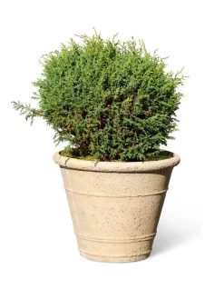 Self-Watering LavaStone® Anson Pot -Gardening Sales Store 8613255 0150
