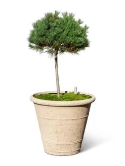 Self-Watering LavaStone® Anson Pot -Gardening Sales Store 8613256 0138