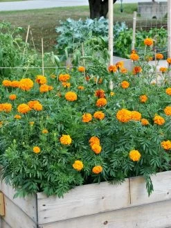 SeedSheets Organic Vegetable Garden, Easy Breezy Caprese, 4' X 8' 8 SeedSheets Organic Vegetable Garden, Easy Breezy Caprese, 4' X 8' -Gardening Sales Store 8613295 04V