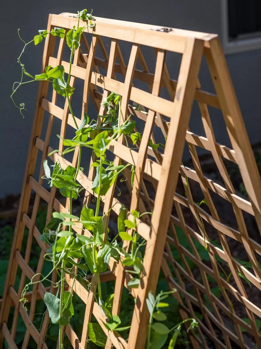 Bambo A Frame Plant Support, 30" X 42.5" 2 Bambo A Frame Plant Support, 30" X 42.5" - Image 2