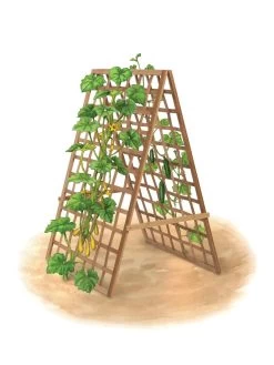 Bambo A Frame Plant Support, 30" X 42.5" 14 Bambo A Frame Plant Support, 30" X 42.5" -Gardening Sales Store 8613310 art flat