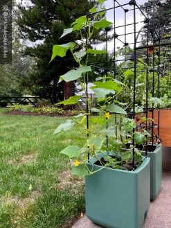 Oasis Self-Watering Tomato Planter With Trellis -Gardening Sales Store 8613440 02TEST