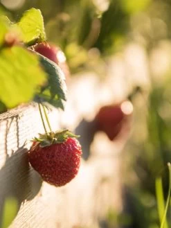 3-Tier Strawberry Bed -Gardening Sales Store Strawberry3 3167 tif