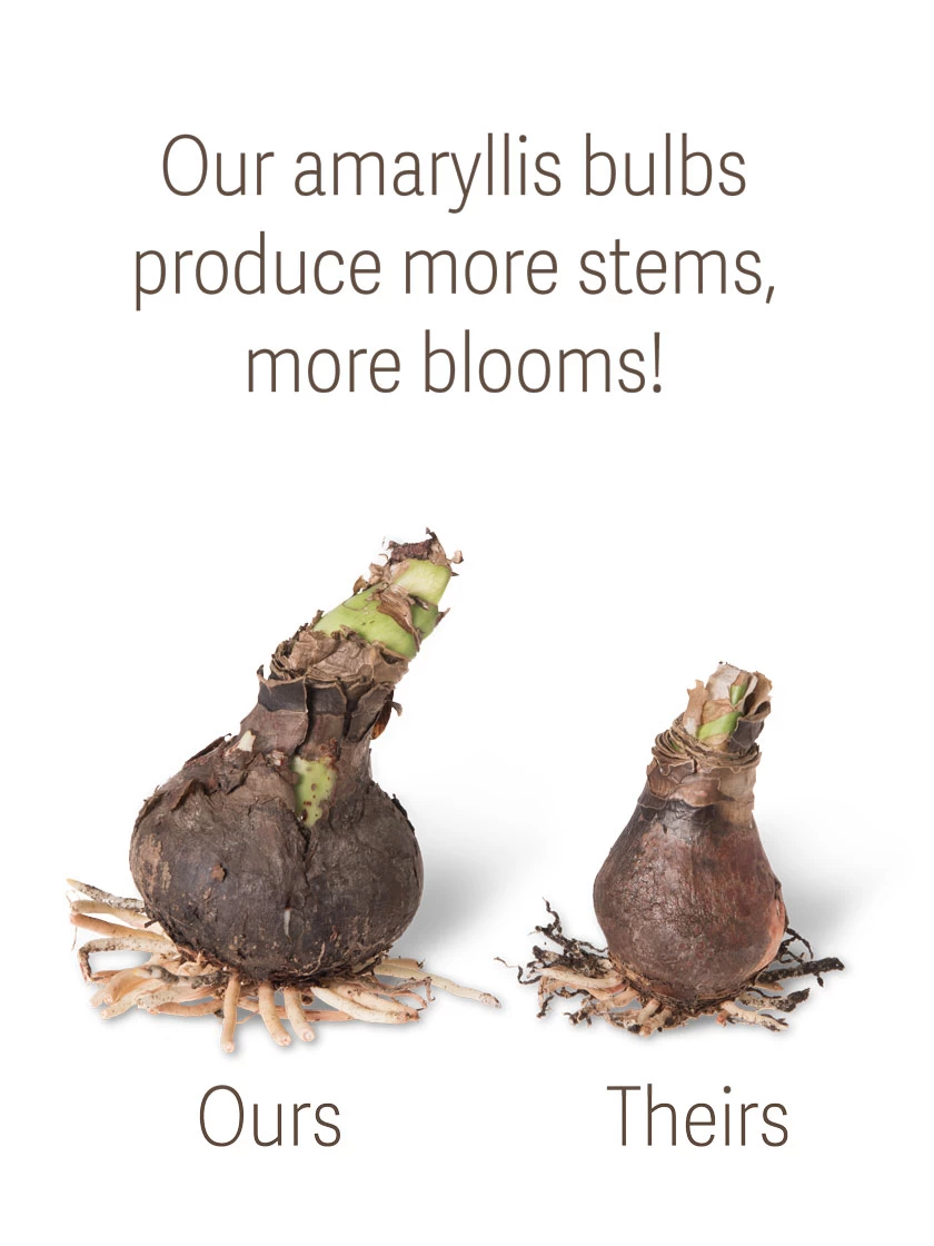 Amaryllis Planting Kit 2 Amaryllis Planting Kit - Image 2