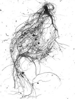 GrowLab® Compact Tabletop Light Garden With Classroom Guide -Gardening Sales Store gstrootscan 01