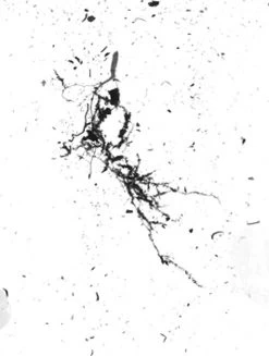 GrowLab® Compact Tabletop Light Garden With Classroom Guide -Gardening Sales Store gstrootscan 02