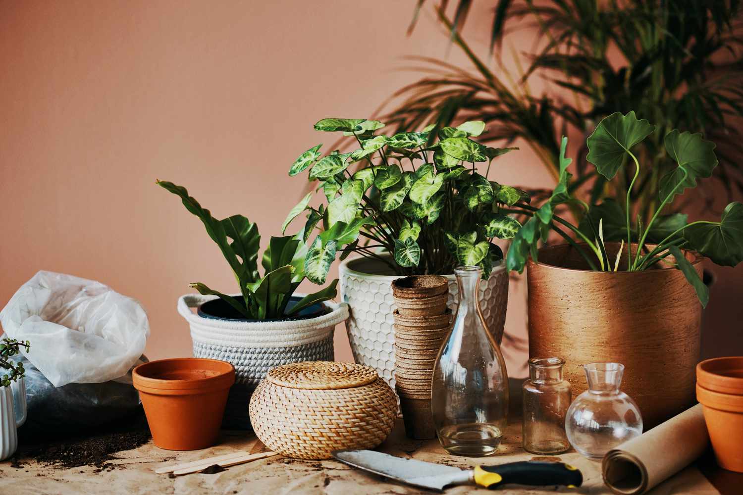 Gardening Sales Store -Gardening Sales Store things you need to do to take care of your houseplants now that growing season is over 5abe390324914748b8d37cd304d9c7db